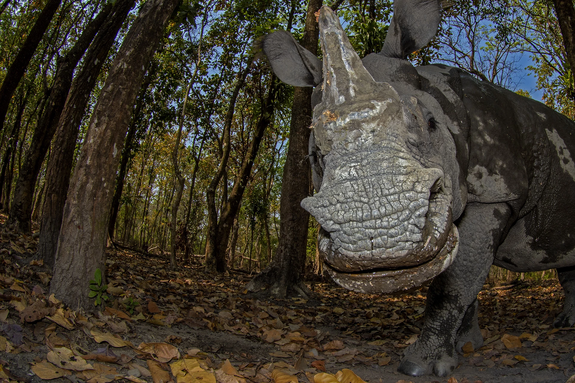 2nd Runner Up - Animal Portraits. Rhino's Day Out. Manas National Park, Assam