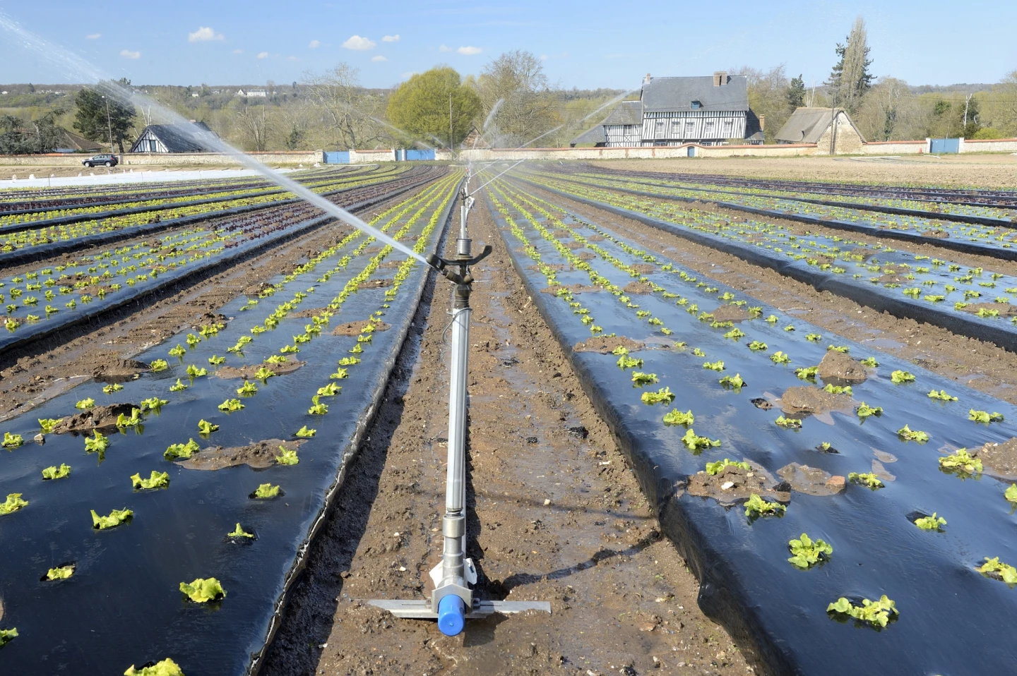 Conventional black plastic mulch at use in a French market garden