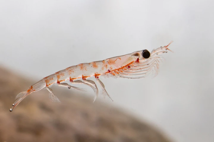 The Pleobot replicates the pleopods on the underside of actual krill (pictured)