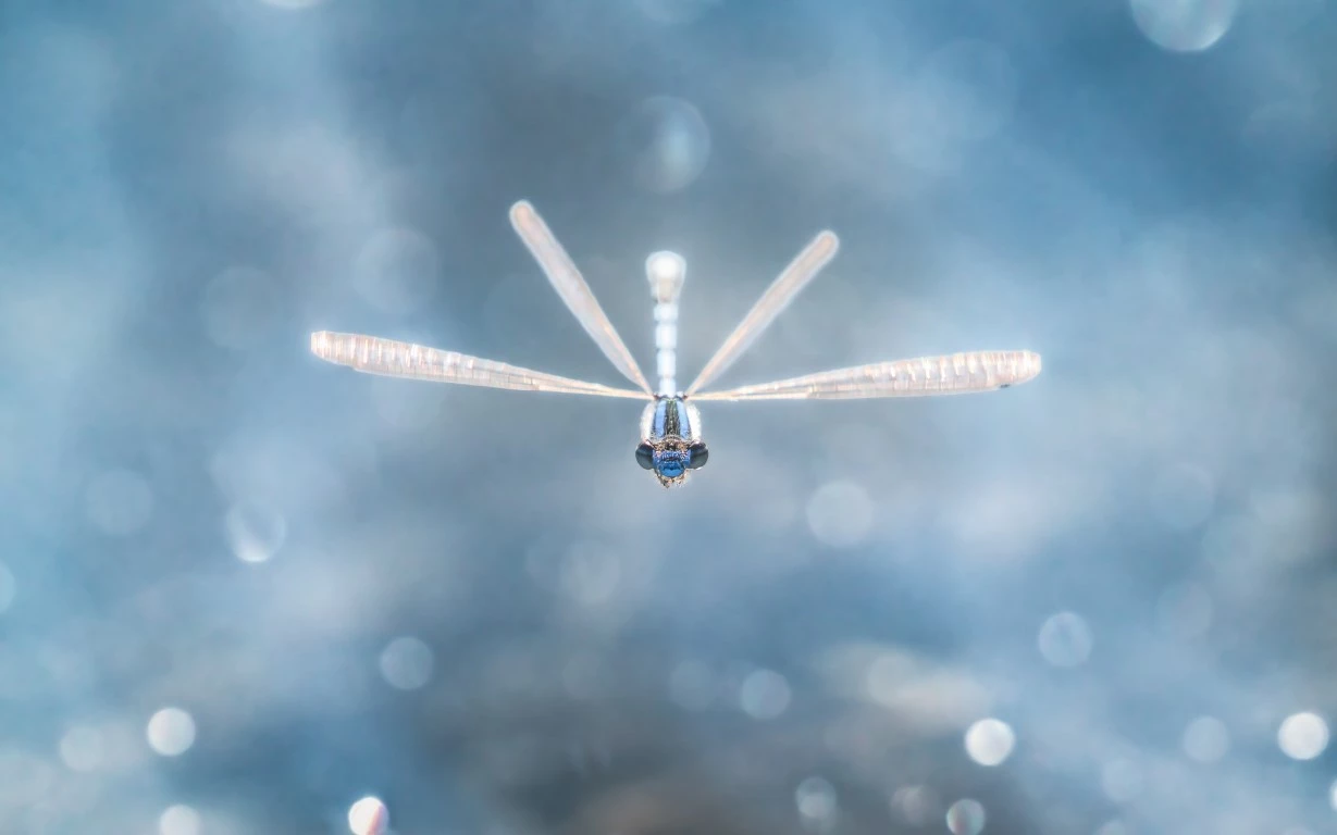 Jose Madrigal - Crystal Blue Flight