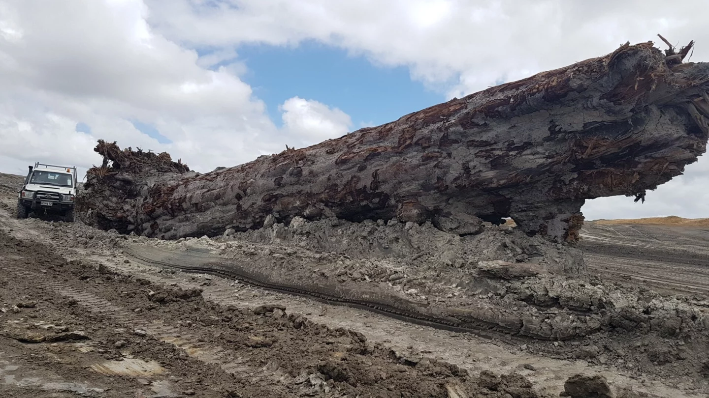 Another look at the ancient tree unearthed in New Zealand