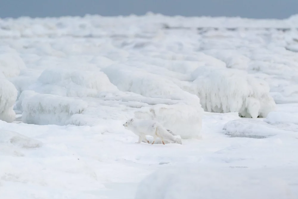 Winner of 1st place in the Amateur Wildlife/Animals category: Anthony Lau - A Winter's Encounter. Off the coast of Churchill in Canada, a small band of curious Arctic Foxes