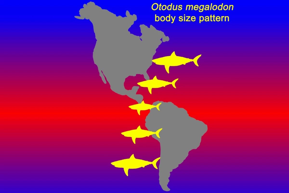 A diagram showing the estimated body size of megalodon sharks, based on the size of fossilized teeth found at different latitudes