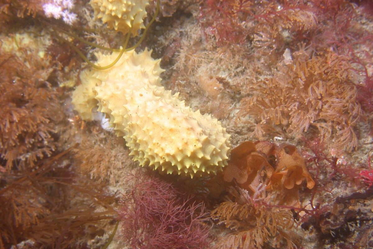 The sea sponge from which the darwinolide was derived