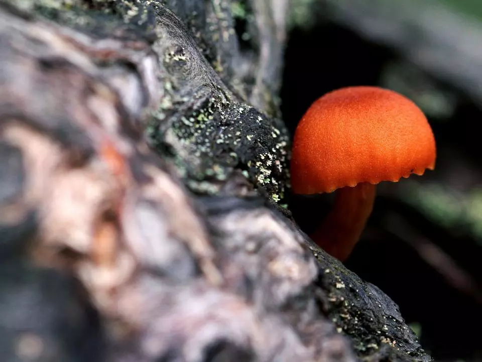 Jarrad Barnes was also commended for this photo in Plants and Fungi, taken in the Blue Mountains of New South Wales