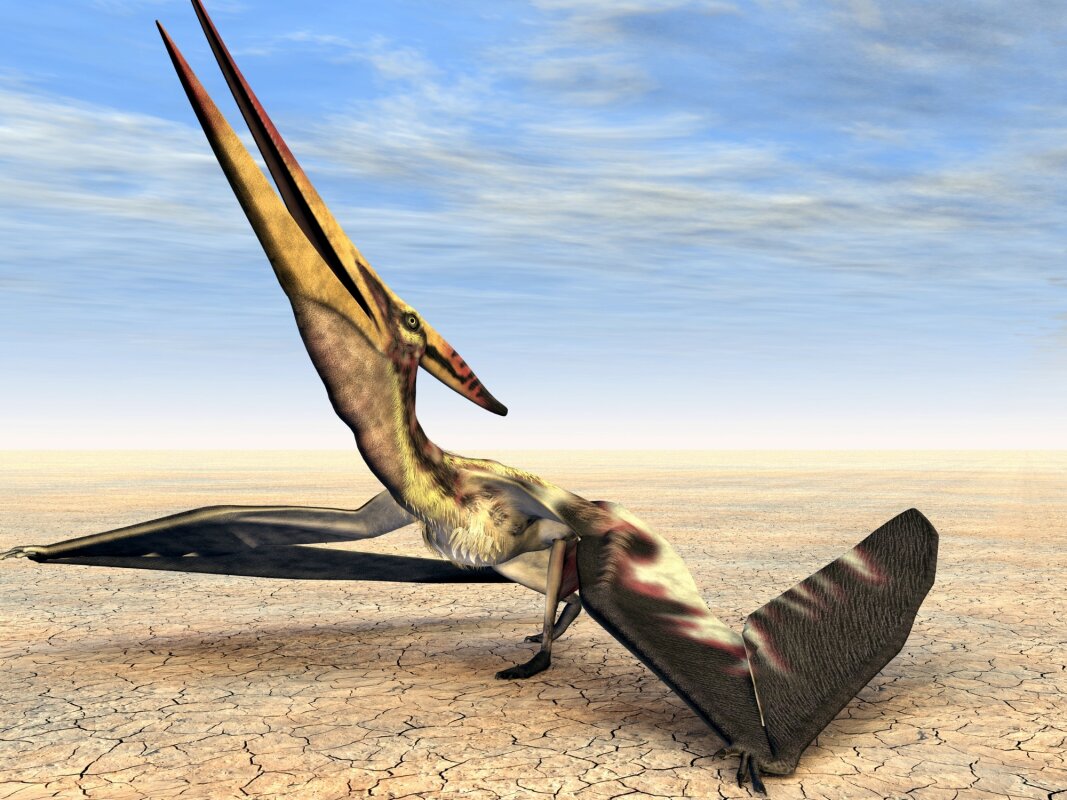 Exceptional flying-reptile fossil still hiding traces of its diet