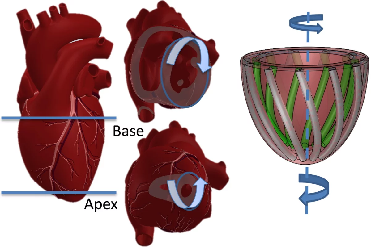 Illustrations of a human heart doing the left ventricular twist (left), and the Harvard model imitating it (Image: Harvard’s Wyss Institute and SEAS)