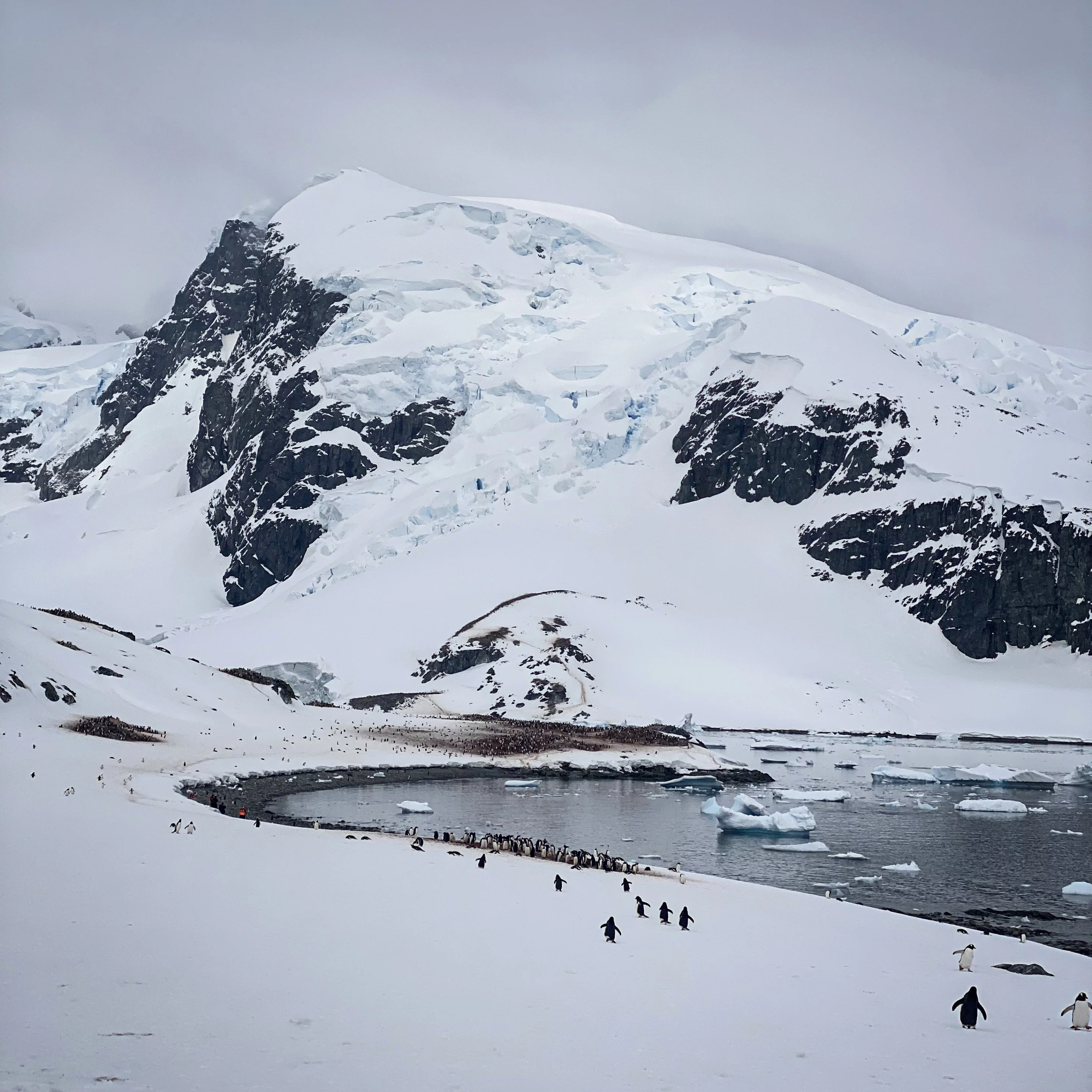 Cuverville Island – host of the largest gentoo penguin colony in Antarctica and a lot of ice