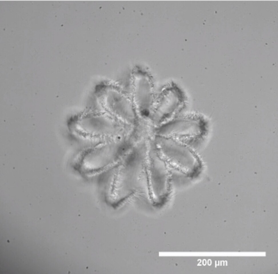 New tech allows much faster 3D-printing of human tissue ...