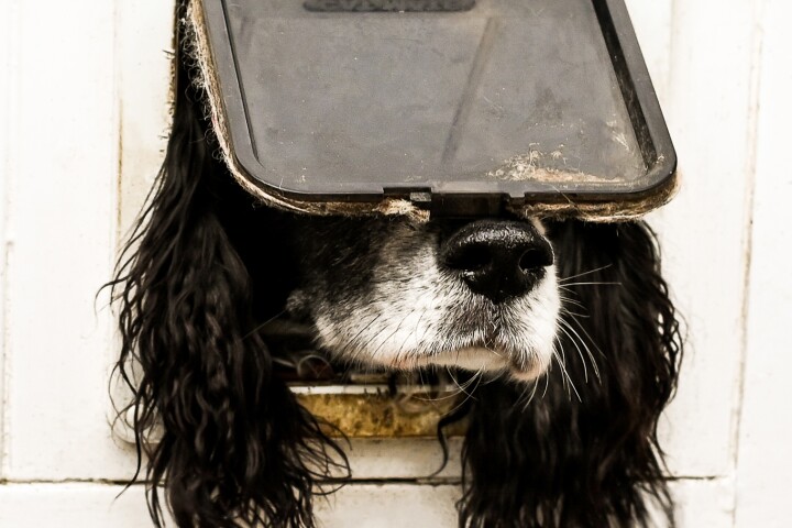 Not just for cats, by Sarah Haskell (England) "Hector saw the cat do it...so thought he would give it a try ....and this is about as far as he got before reversing out the way he came. But the cat made it look so easy......"