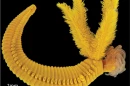 The worm survives by taking arsenic, spewed out from hydrothermal vents, and turning it into a protective yellow armor.