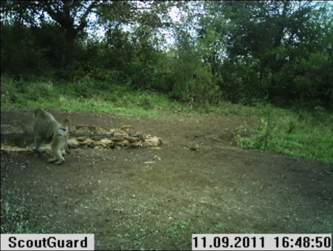 Instant Wild is a conservation app that sends photos of wild animals to users' iPhones, as those animals trigger camera traps in the wild