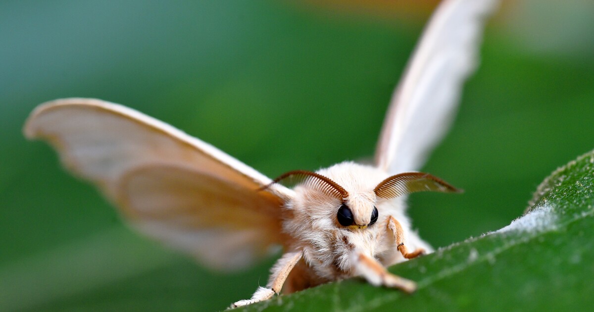 お ん J 奇 怪 生 物 部 : 哲 学 ニ ュ-ス nwk Poodle moth, Venezuelan poodle moth, Moth