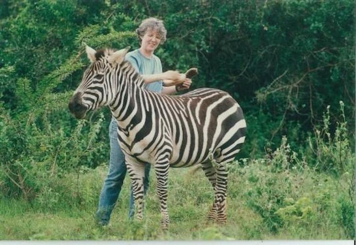 Alison Cobb combs a zebra in Nairobi in 1991