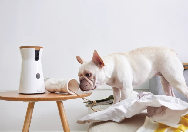 Furbo will warn you when your dog is barking at home