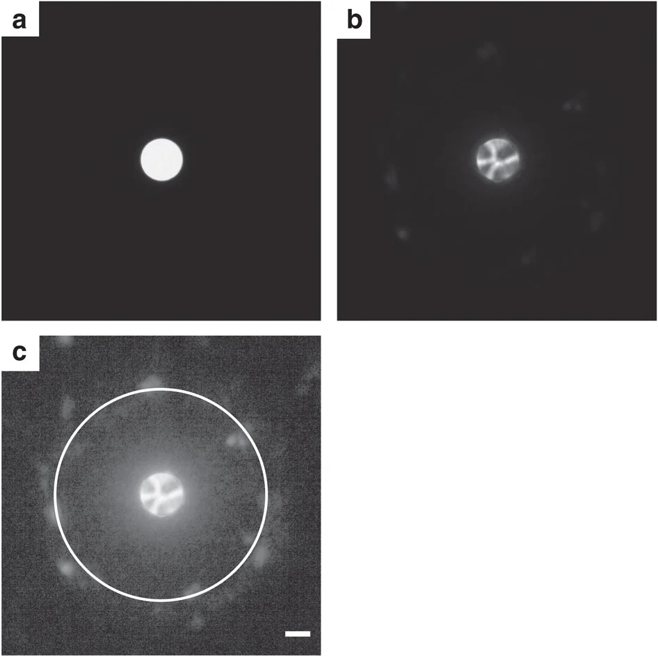 Examples of the diffraction patterns from the lens-less electron microscope (Image: University of Sheffield)