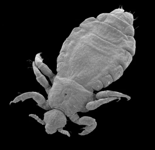 A head louse -- Pediculus humanus capitus -- is shown in this image from a scanning electron microscope. University of Utah biologists have invented a device, named the LouseBuster, that uses dry, hot air to eliminate head louse infestations that plague m