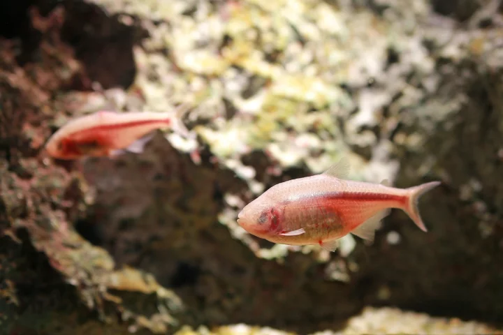 The blind, cave-dwelling variant of the Astyanax Mexicanus tetra