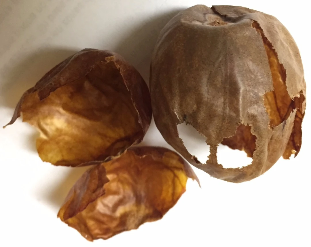 The team will begin investigating how the natural compounds in avocado seed husks could lead to better medications