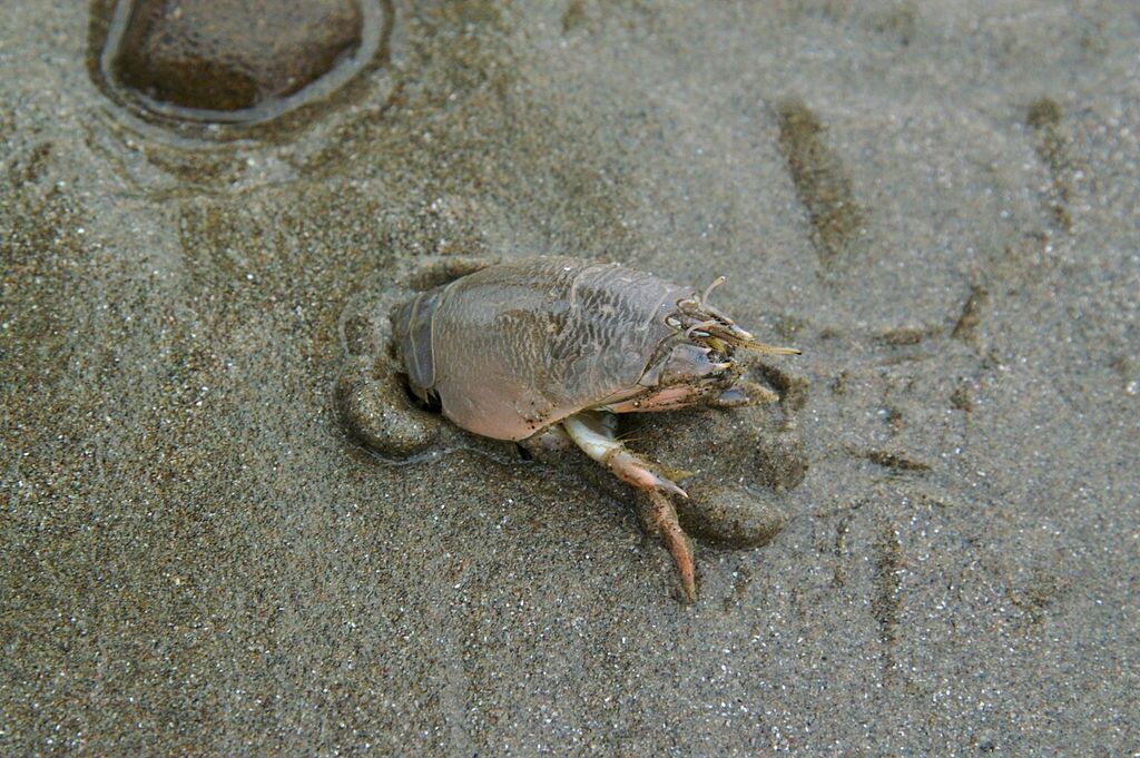 The Pacific mole crab reaches a length of about 35 mm (1.4 in)