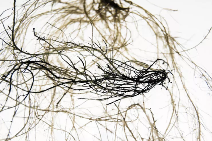 A close-up look at electronic roots form by watering a bean plant with a special solution