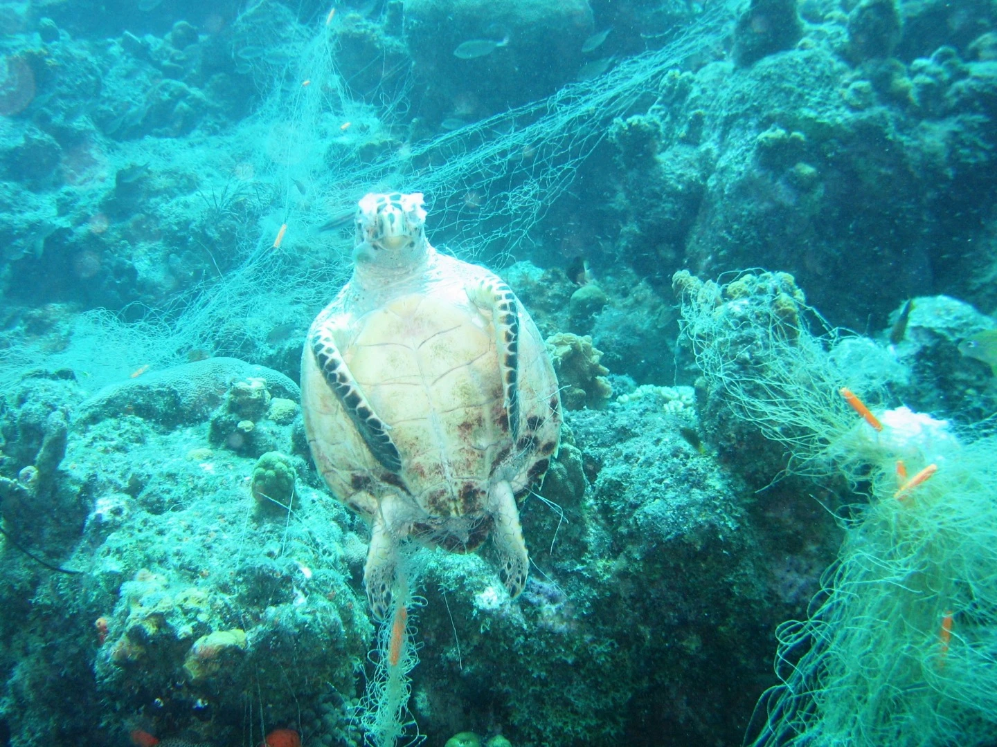 A sea turtle caught in a ghost net outside Curacao