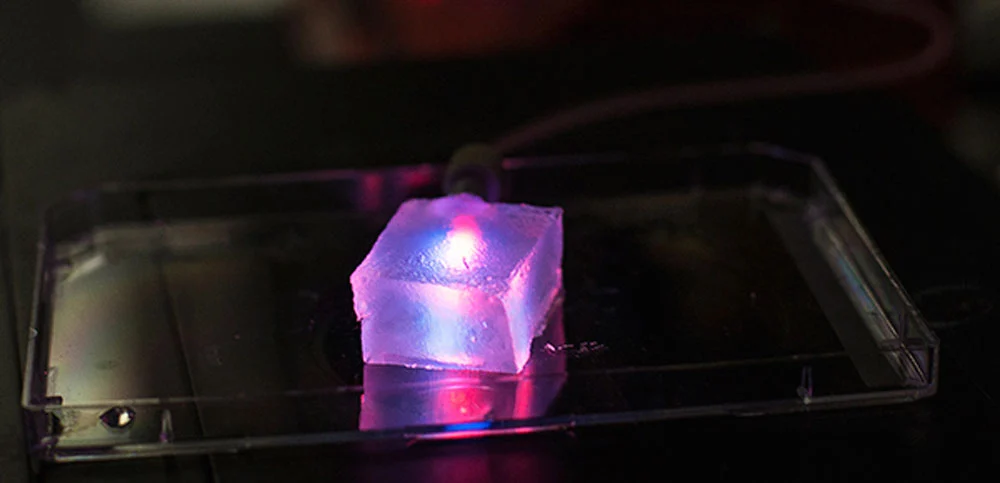 Three-dimensional slab of gelatin that contains a microvascular network created with the help of a machine very similar to a cotton candy machine