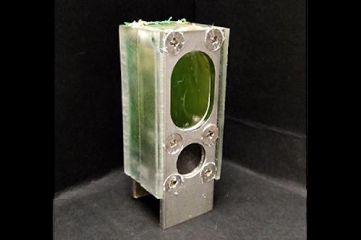 A new algae-based energy harvester, about the size of a AA battery