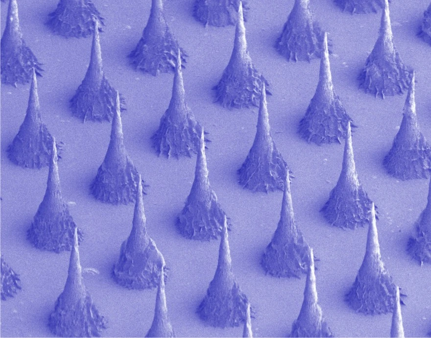 They might look scary under a scanning electronic microscope, but these microneedles are relatively painless