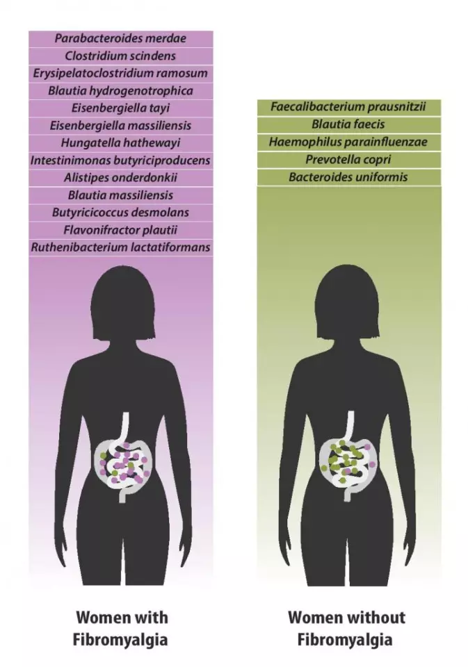 Bacterial species which were found in greater quantities in individuals with fibromyalgia (left) versus species which were found in greater quantities in healthy individuals (right)