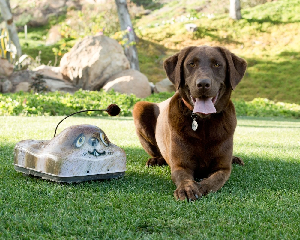 The remote control toy, which comes with a woodchuck shell, can be made to look (a bit) like a squirrel, a rabbit, a turtle, or a porcupine with optional covers