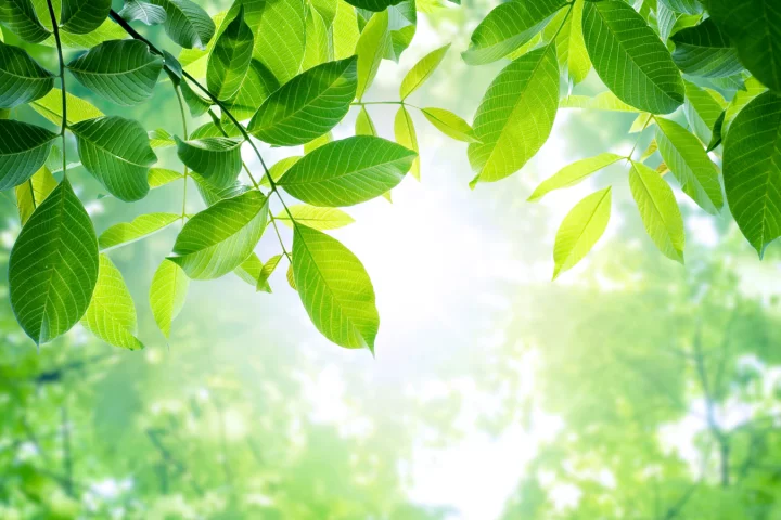 Researchers have developed an artificial photosynthesis technology that could be a win/win for the environment (Photo: Shutterstock)