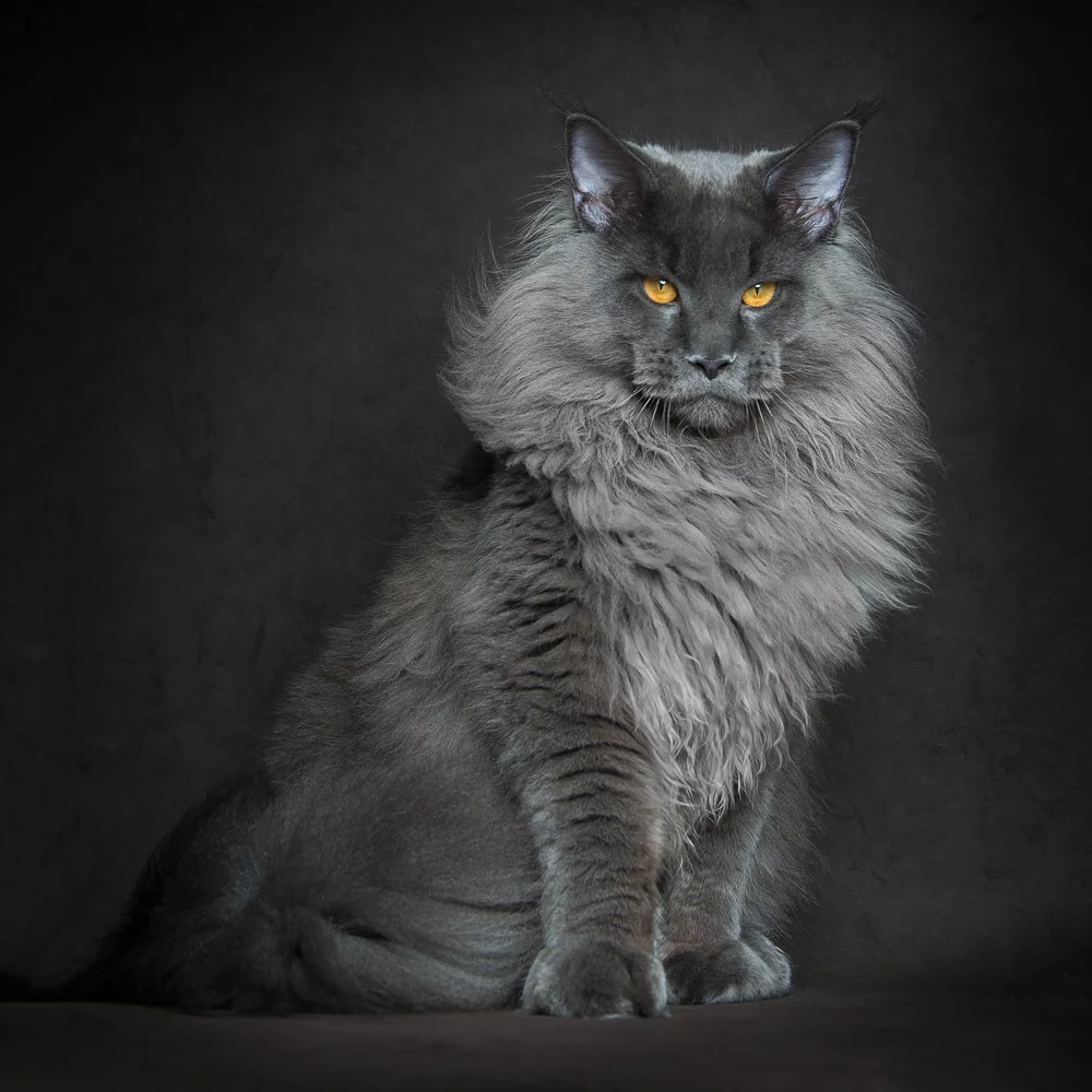 Winner of 3rd place in the Professional Wildlife/Animals category: Robert Sijka - Blue Lion. A majestic young Maine Coon cat male