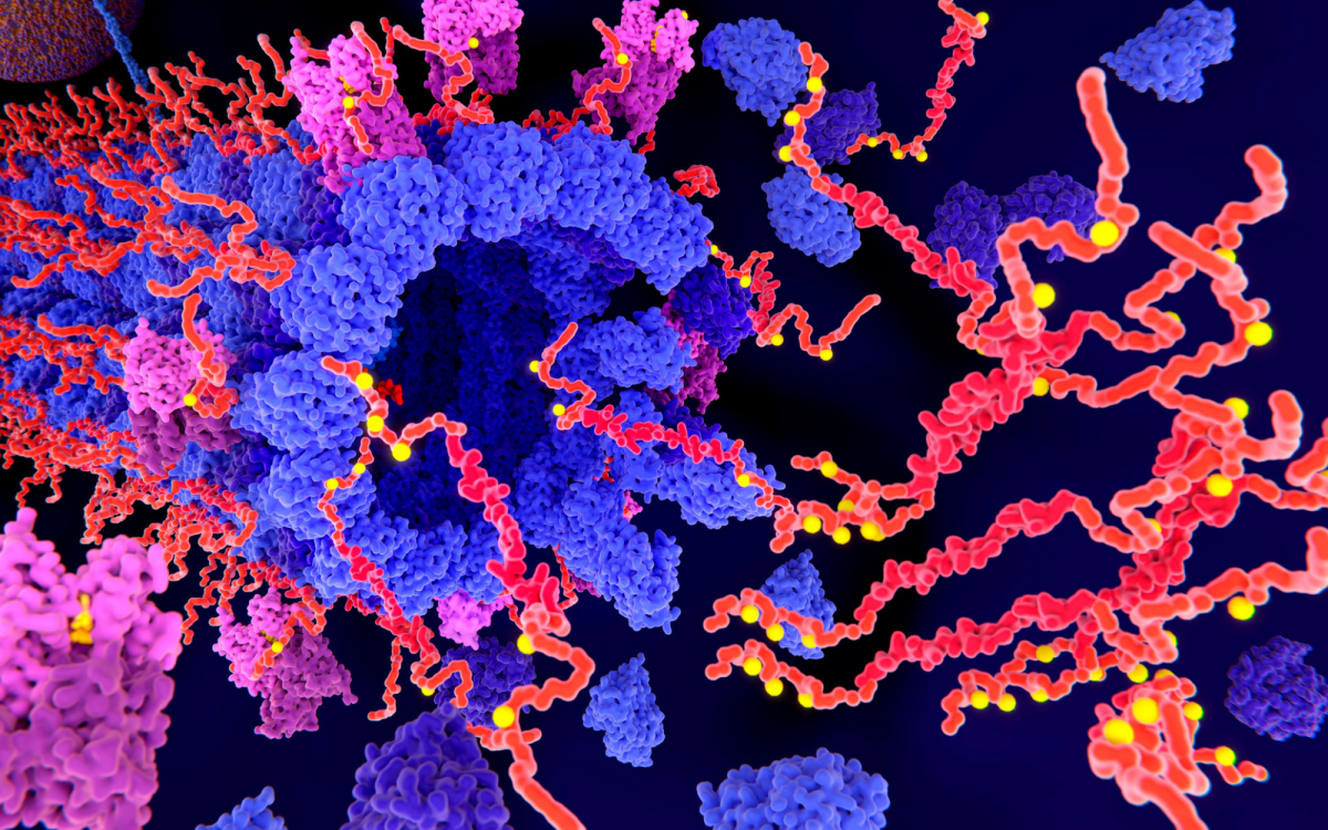 Origins of Alzheimer's protein challenges assumptions on disease
