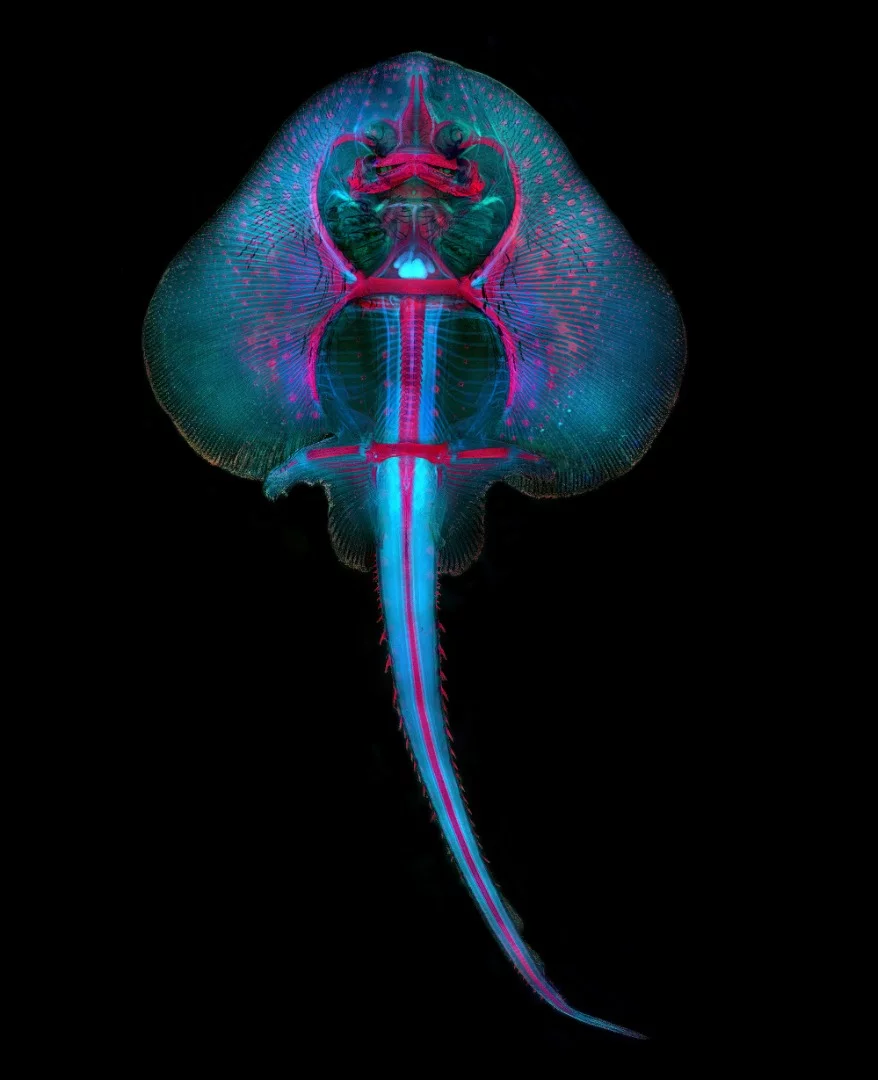 Image of Distinction: Skate fish embryo