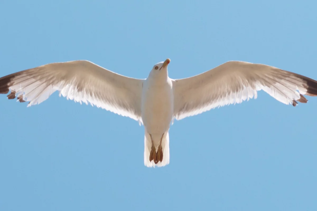 Blades shaped like seagull wings may significantly increase the power output of small-scale wind turbines
