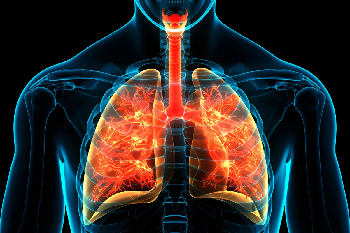 Alveolar macrophages, lung-based immune cells, can be trained to remember a particular pathogen, a new study has found