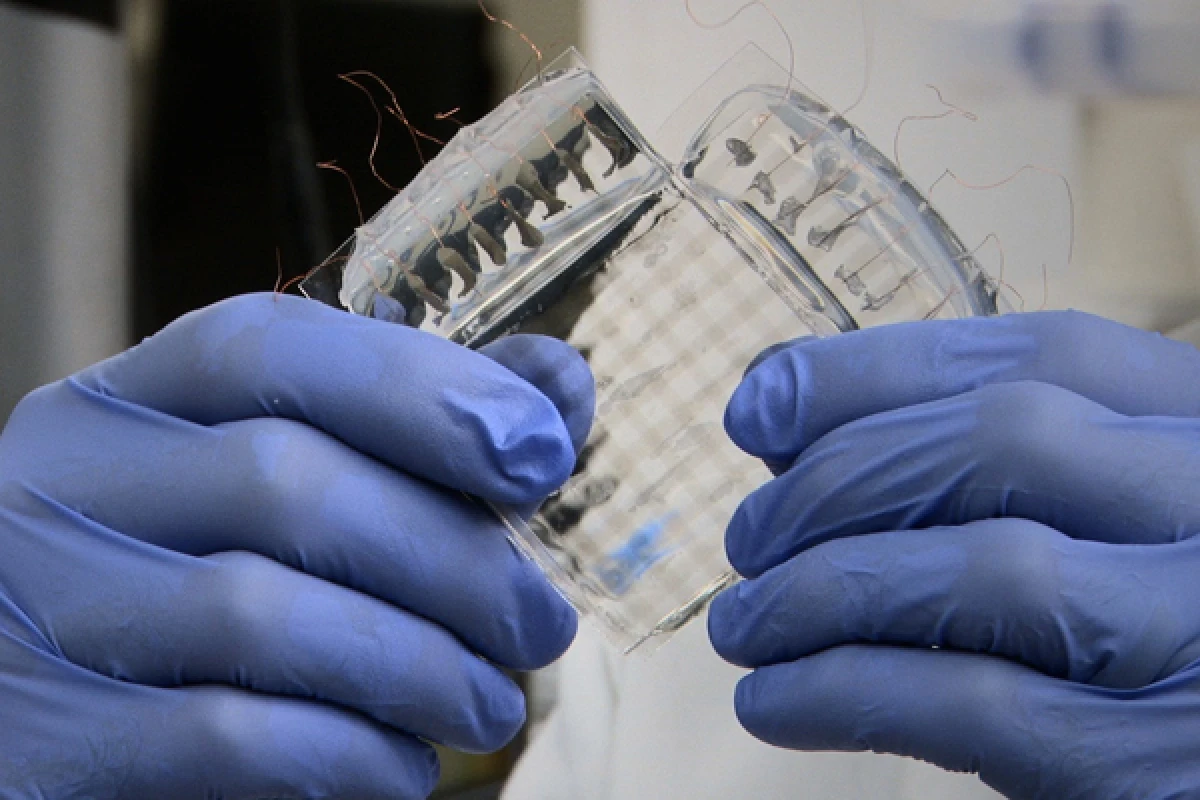 Stanford's stretchable pressure-sensitive material incorporates coatings of tiny "nano-springs"