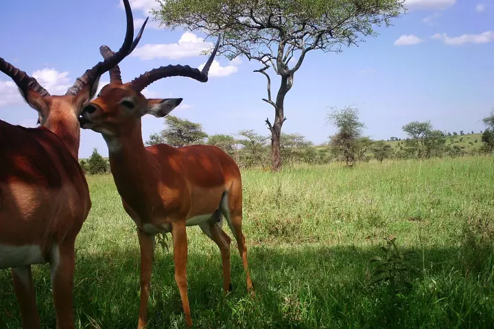 A camera trap photo, which the AI system correctly reported as a picture of two impala standing