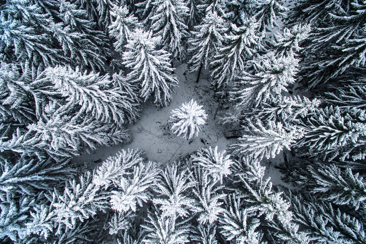 In the middle of the winter forest