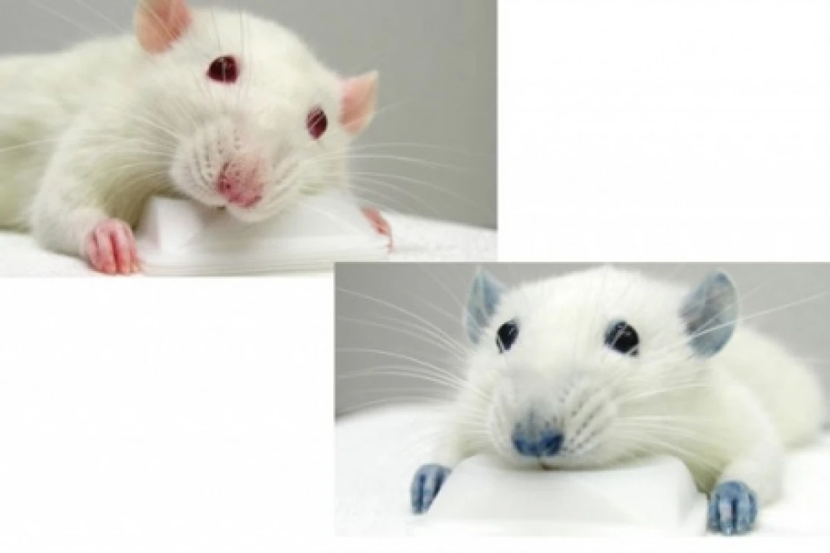 One of the experimental rats, before and after injection with the blue food dye.