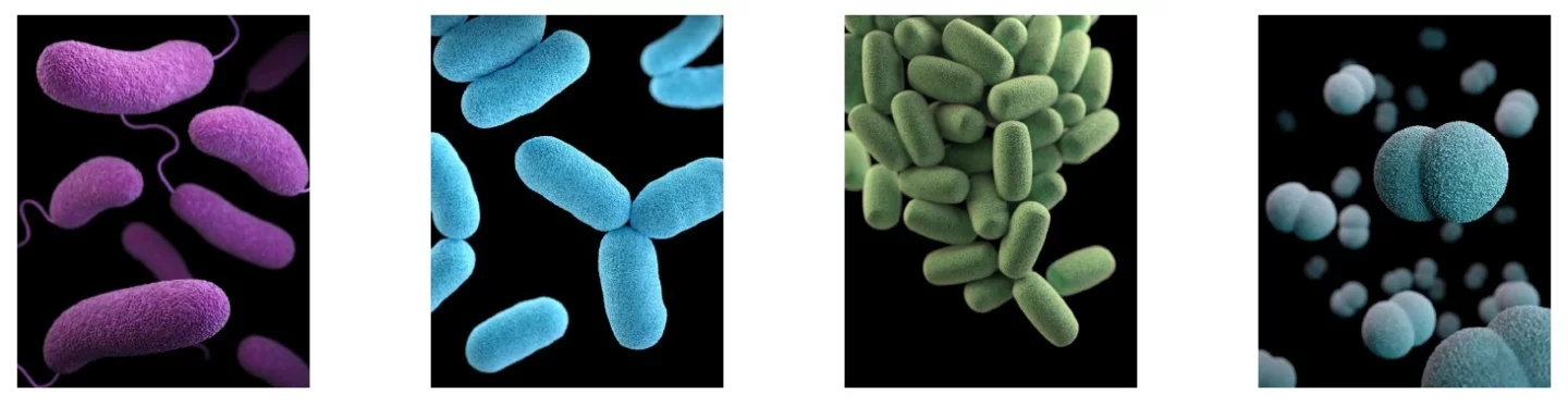 Some bacteria produce substances with antibiotic properties