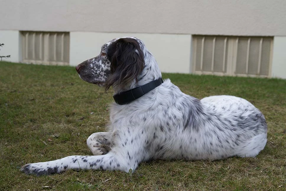 GEODOG collar