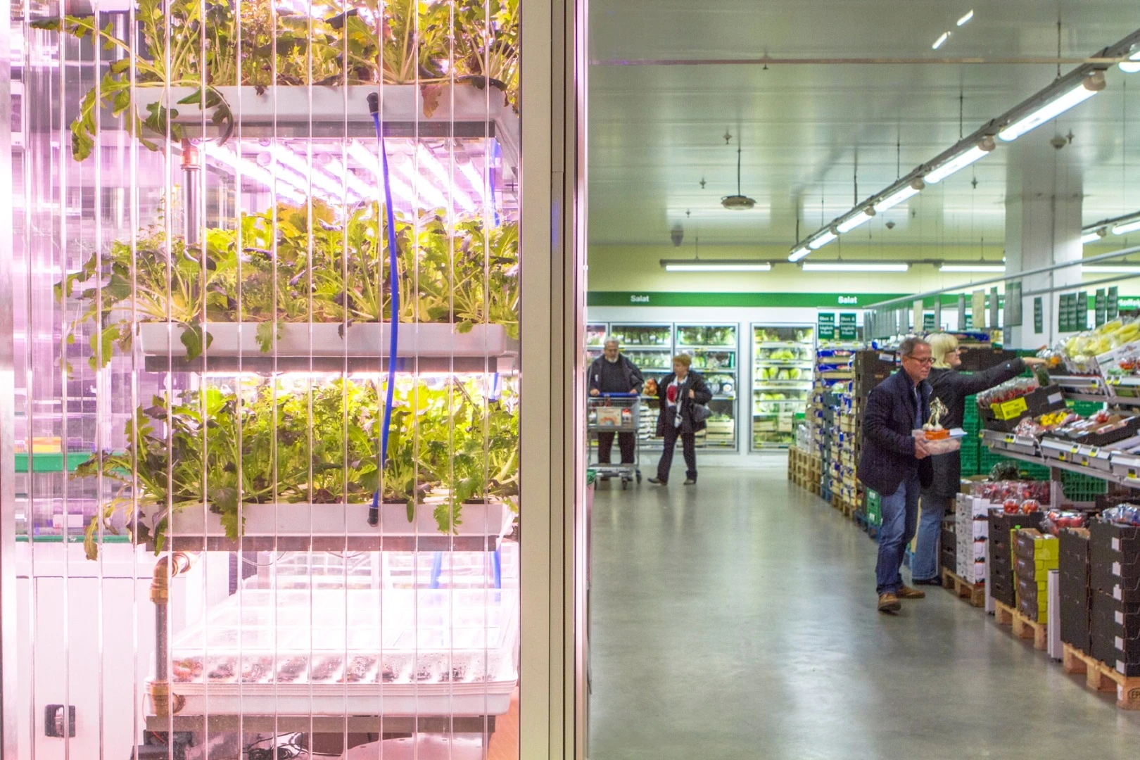 The INFARM comprises stacked units in which herbs and vegetables are grown hydroponically on a thin layer of water enriched with fertilizers and oxygen