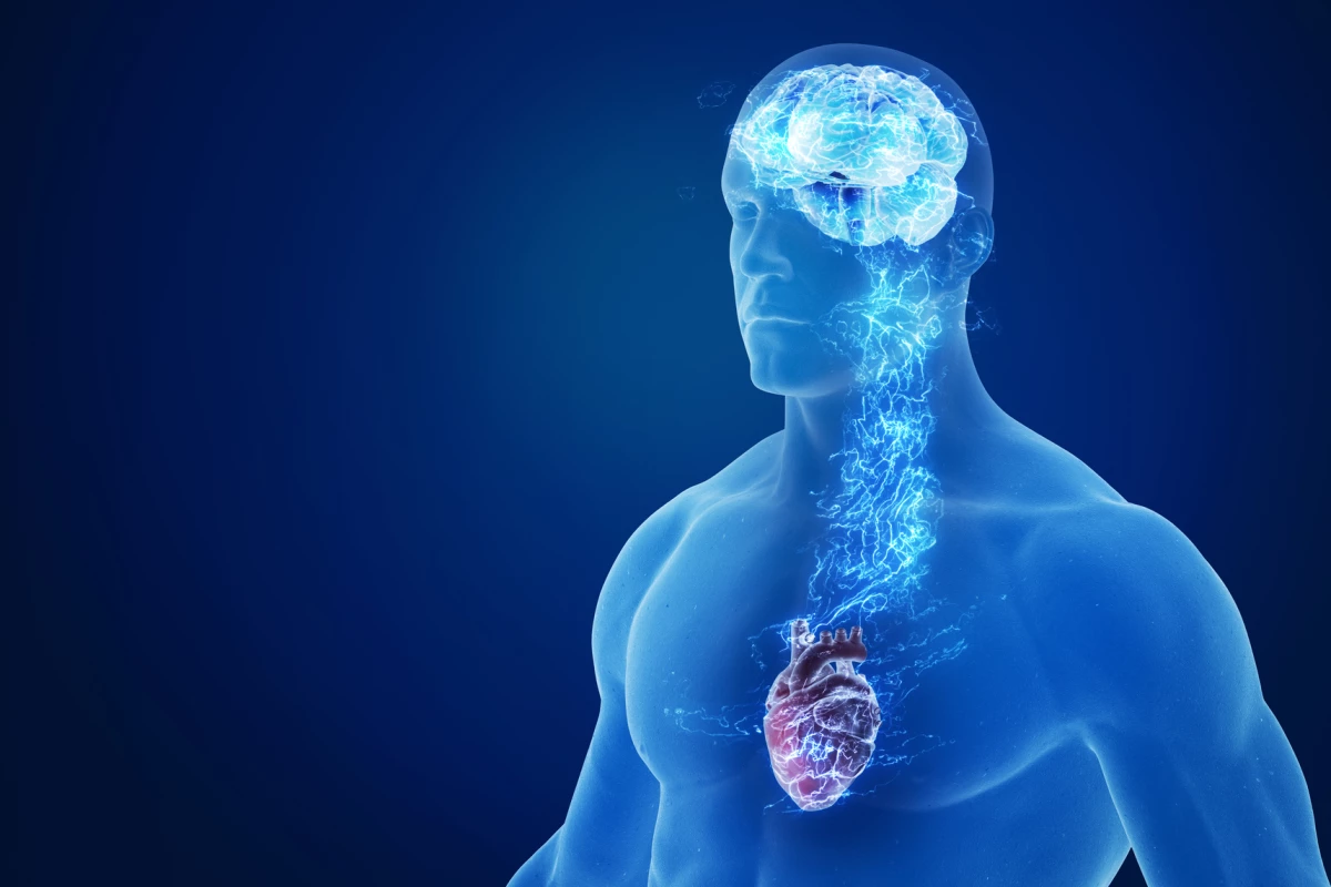 A new drug tempers nervous activity from the brain, alleviating both heart failure and associated sleep apnea