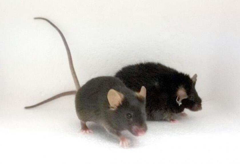 A healthy weight mouse (L) and obese mouse (R) in a study showing that deficits in the D2 dopamine receptor contributes to inactivity in obese mice