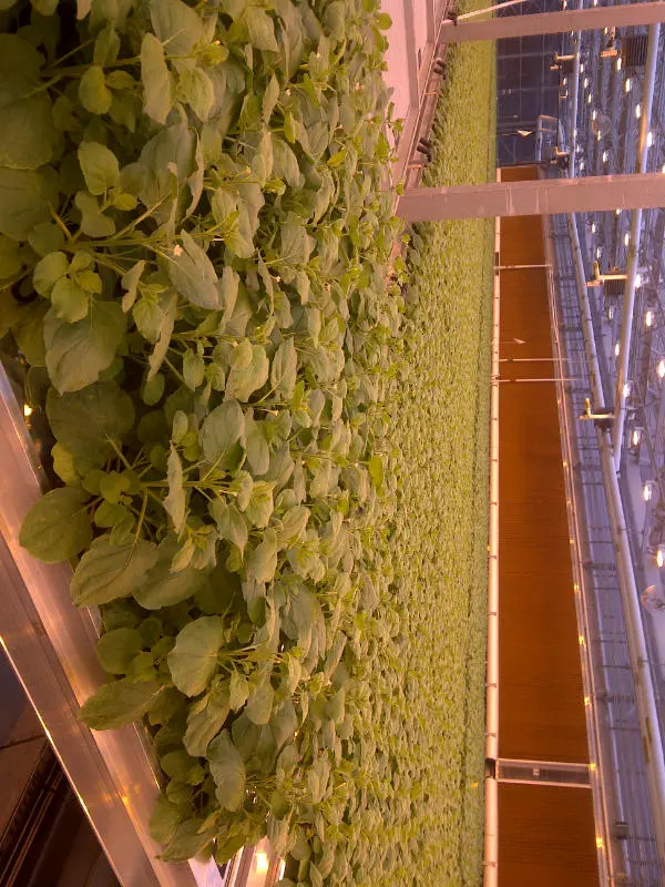Tobacco plants used in the development of the vaccine