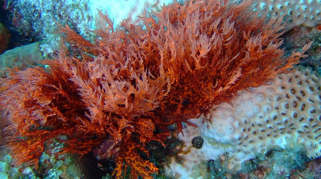 Red algae is a source of bacteria-killing lanosol (Photo: John Martin Davies)