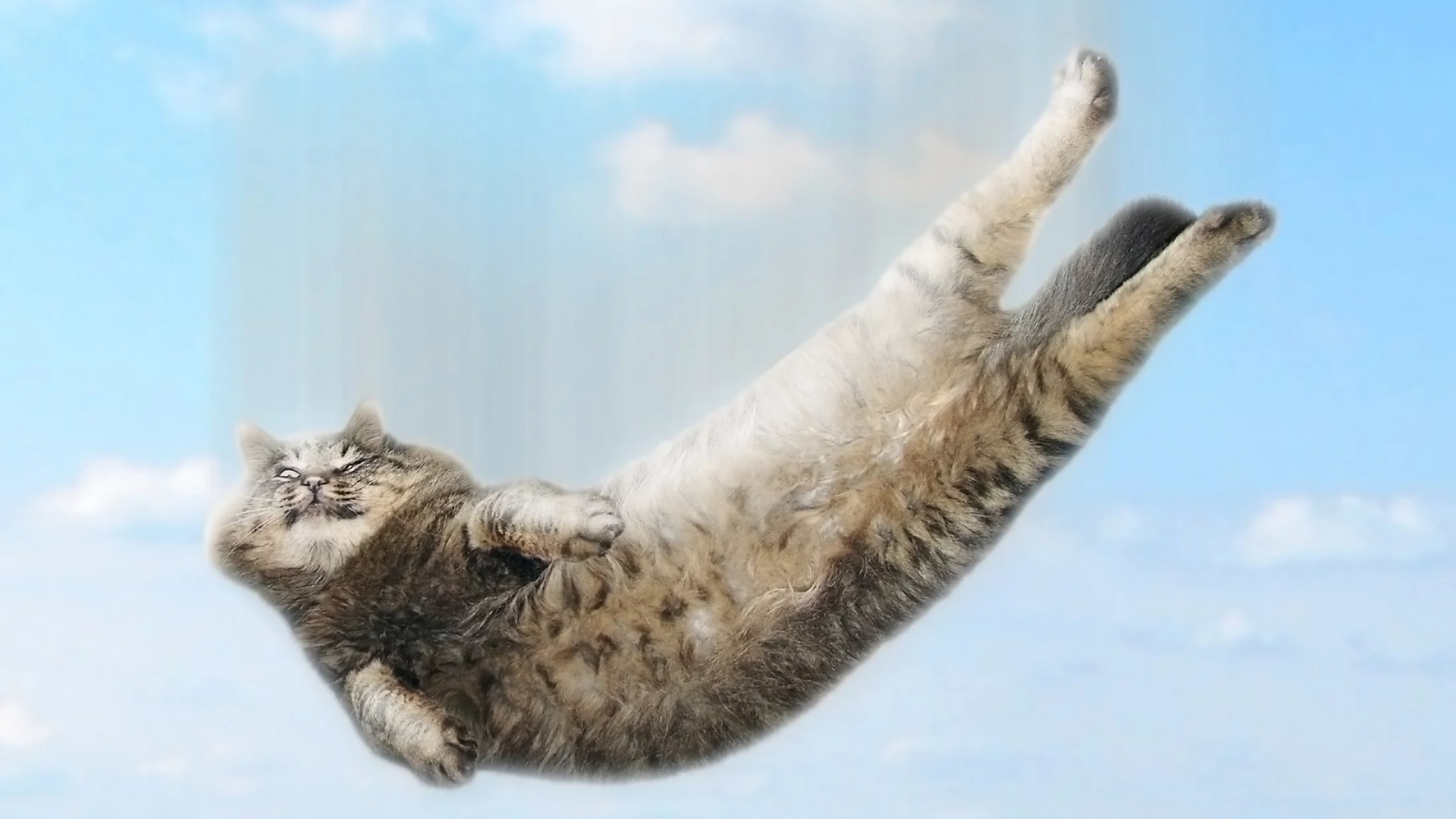 Researchers are studying the physics behind cats' ability to land on their feet to help improve robots (Image: Shutterstock)