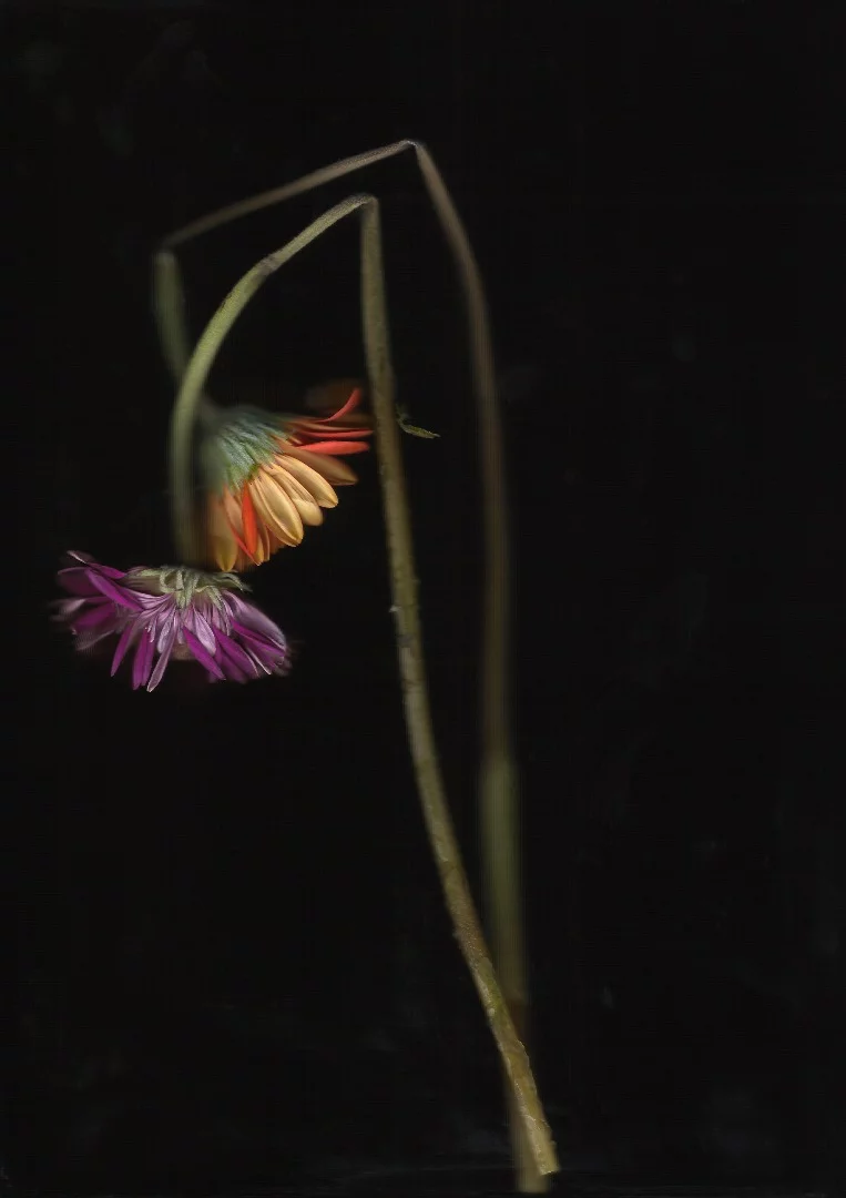 From a series titled "After The Bloom"